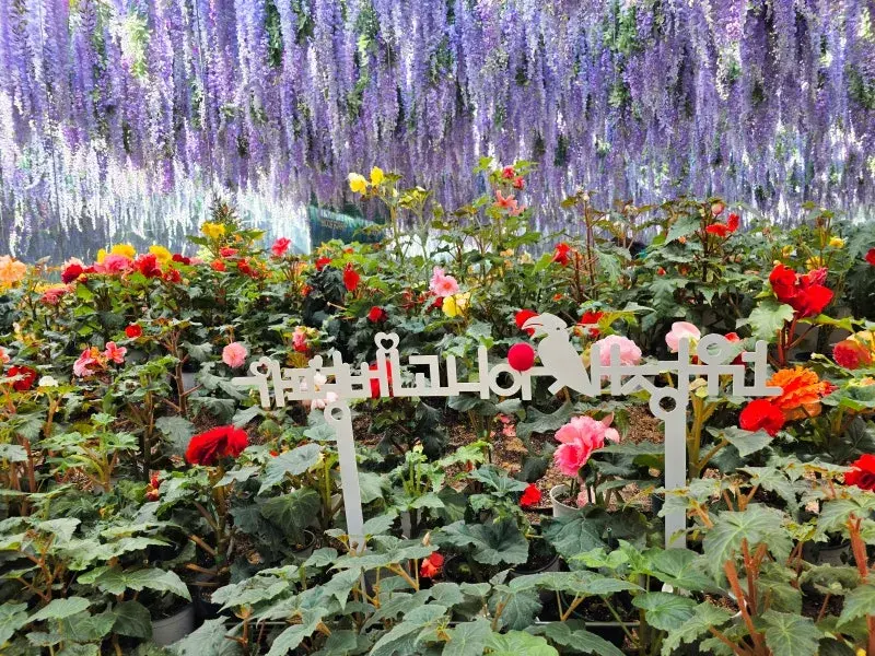 海棠鳥園 ✕ 香草村